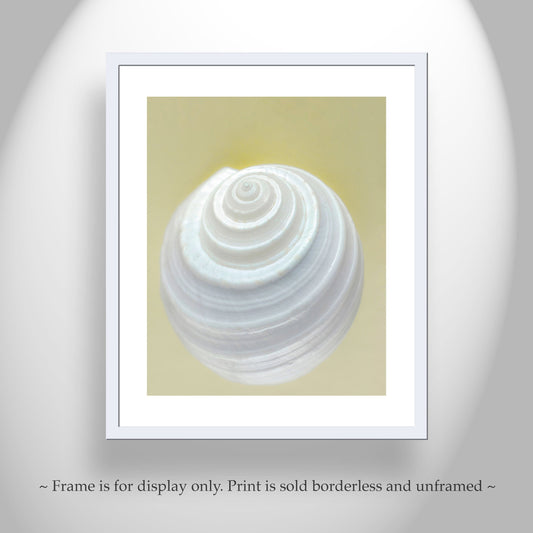 Seashell Wall Art Print - Elegant Bathroom Decor Framed Canvas