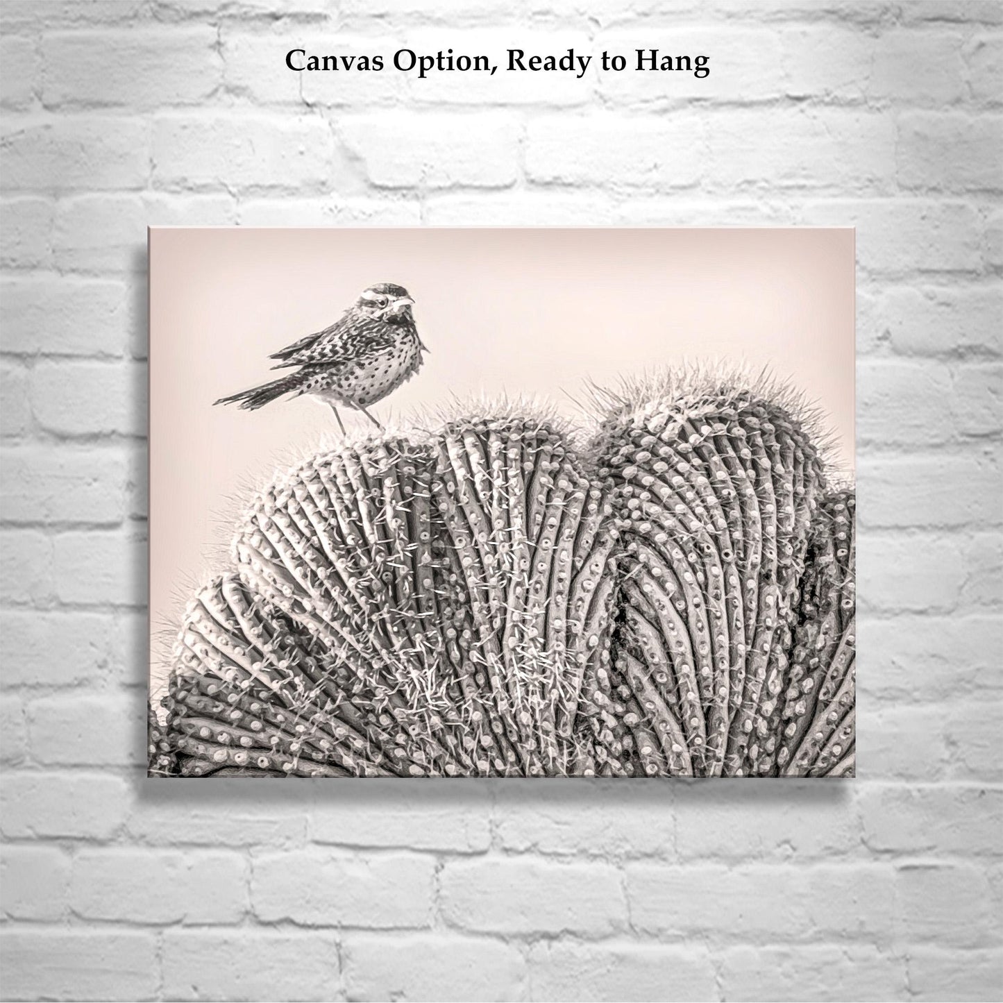 Cactus Wren Bird Art Print on Crested Cactus in Tucson Arizona Desert