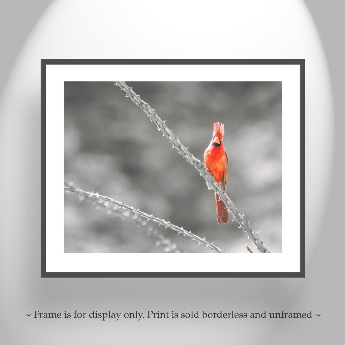 Cardinal Bird in Sabino Canyon with Ocotillo Cactus Wall Art
