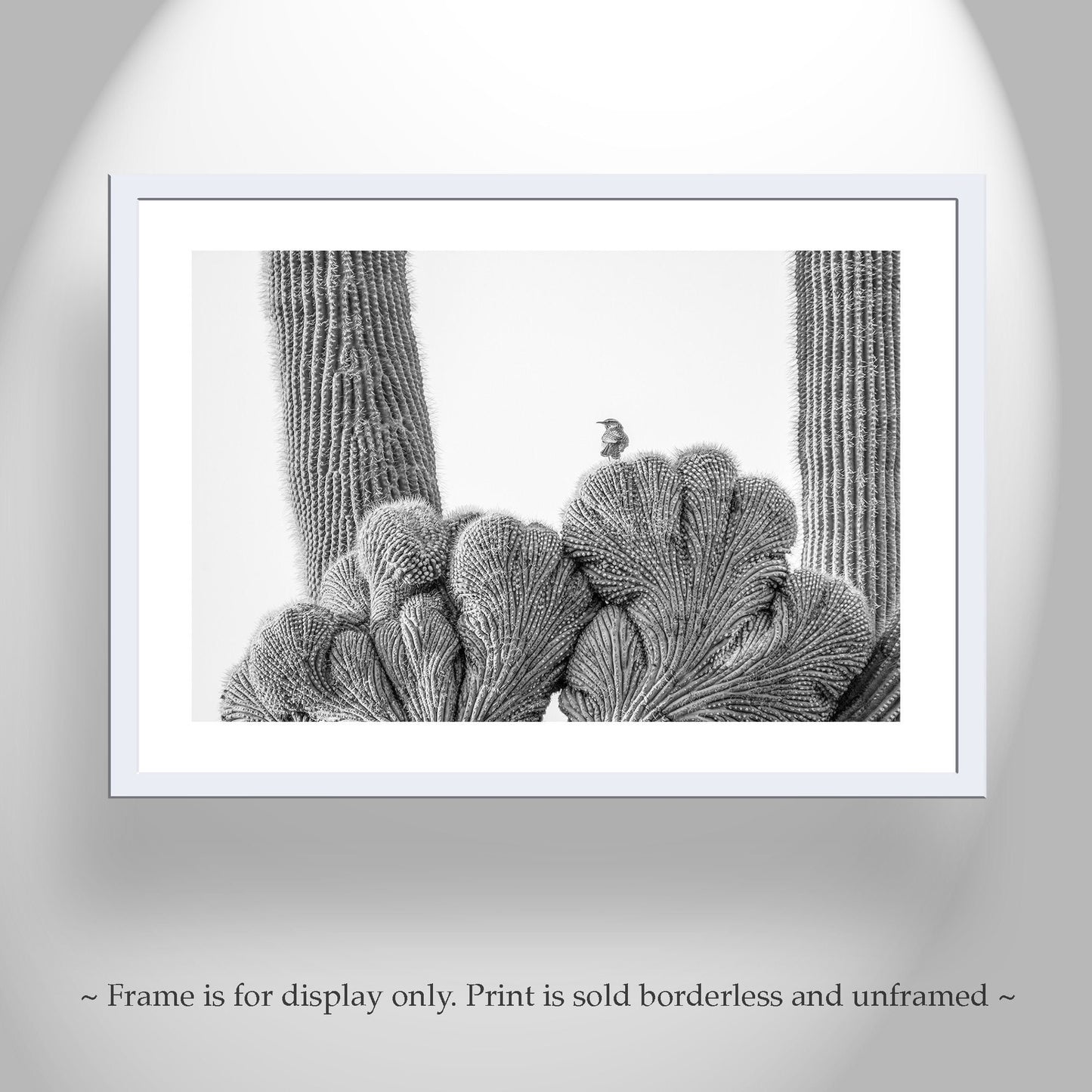 Cactus Photography in Black and White with Wren Bird in Southwestern Desert | Tucson Arizona Wall Art