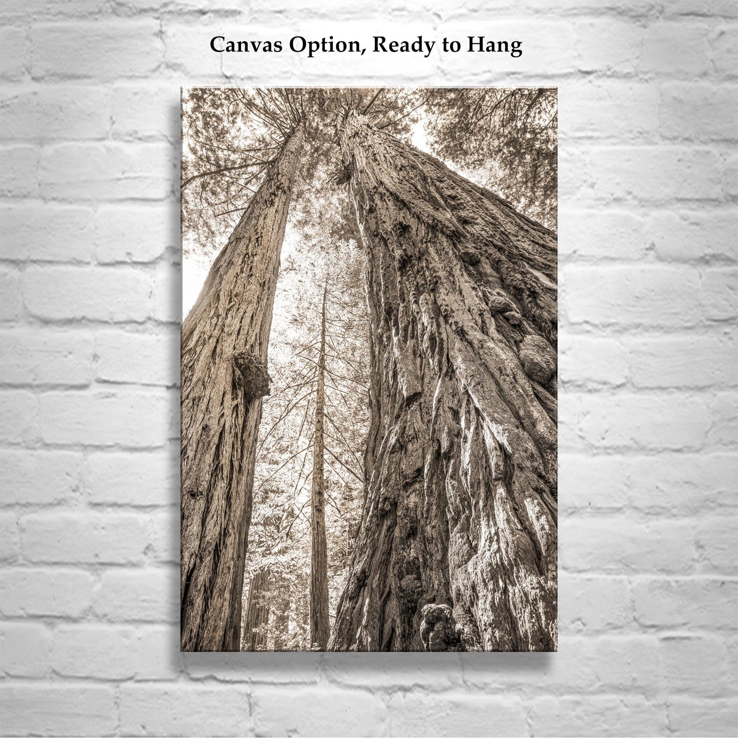 Big Basin Santa Cruz Redwood Forest Art – Sepia Vertical Tree Photo