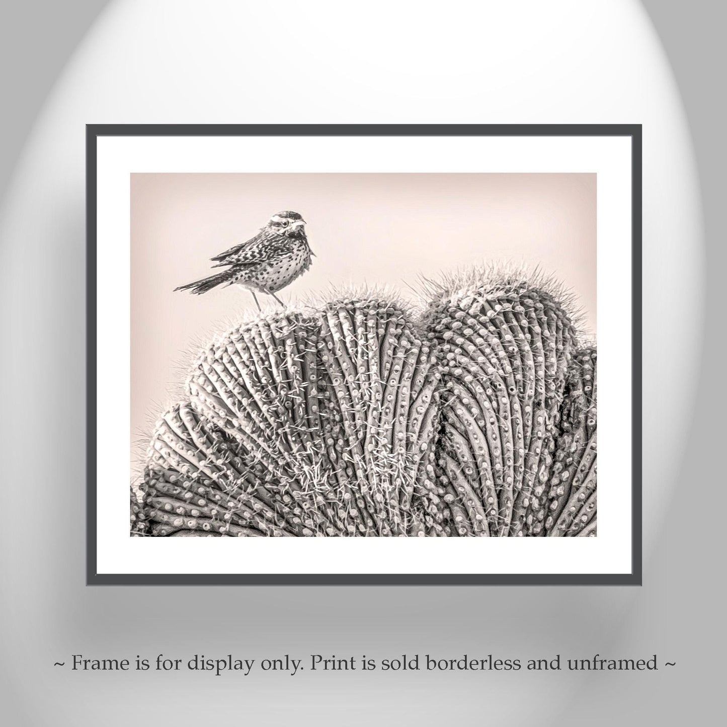 Cactus Wren Bird Art Print on Crested Cactus in Tucson Arizona Desert