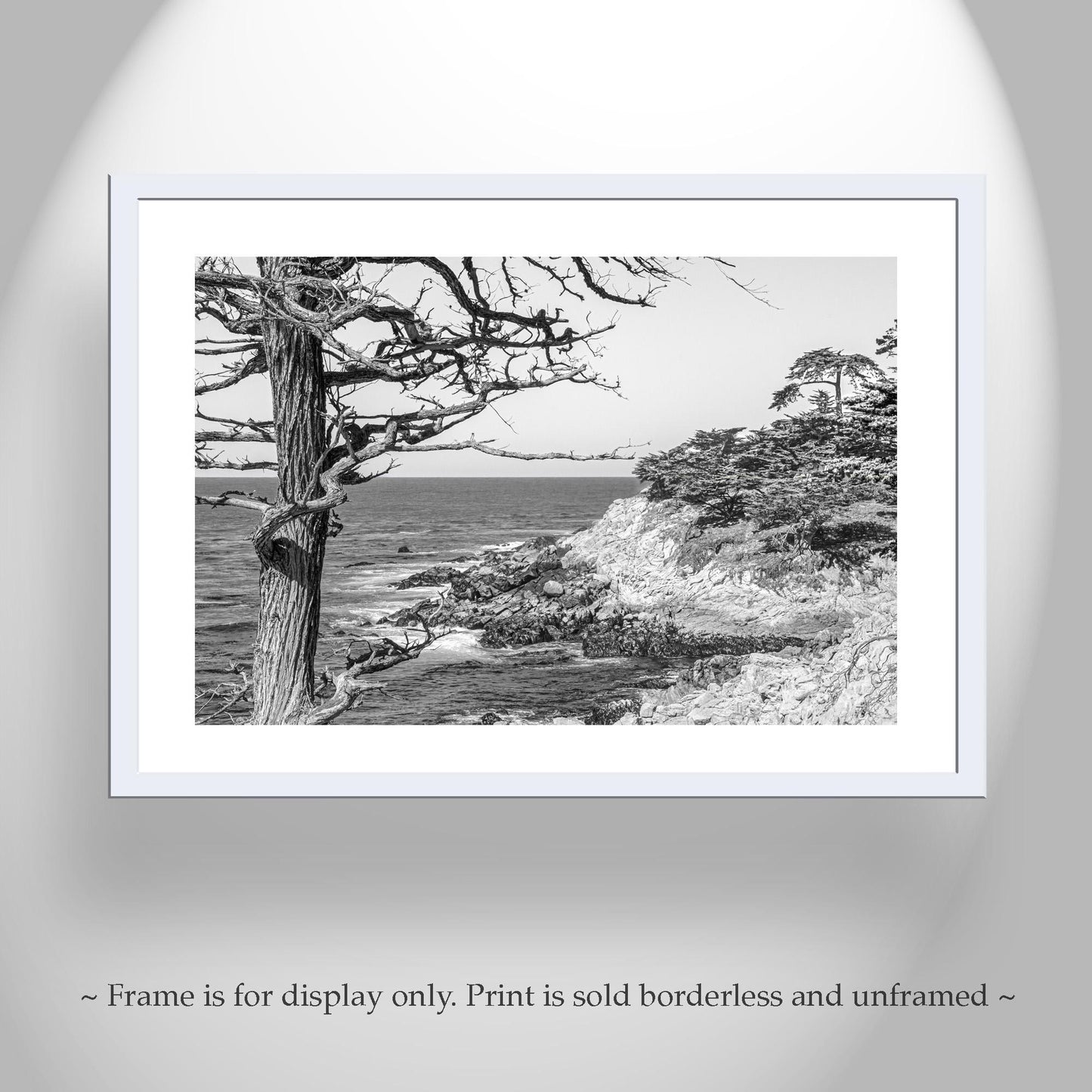 Monterey Cypress Black and White Carmel by the Sea Wall Decor