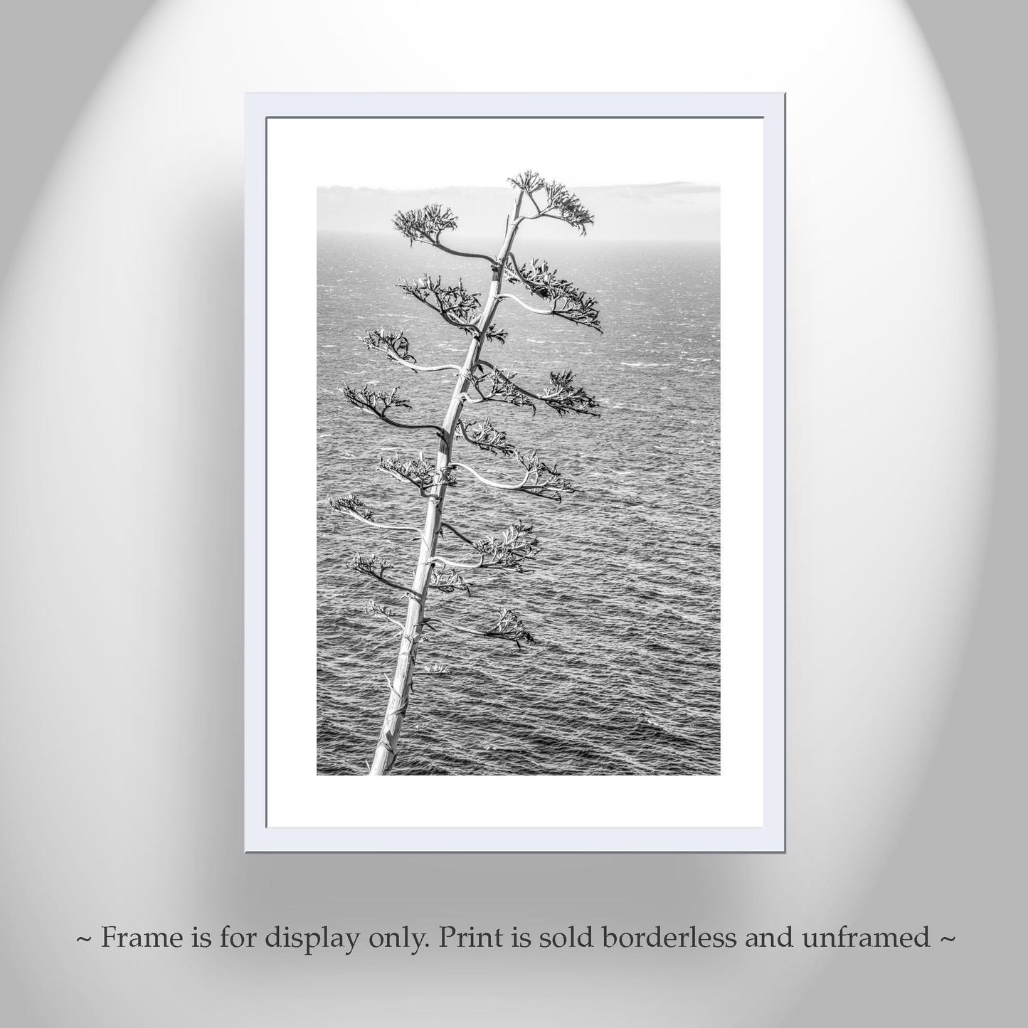 Big Sur Agave Black and White Big Sur Photograph on California Coast