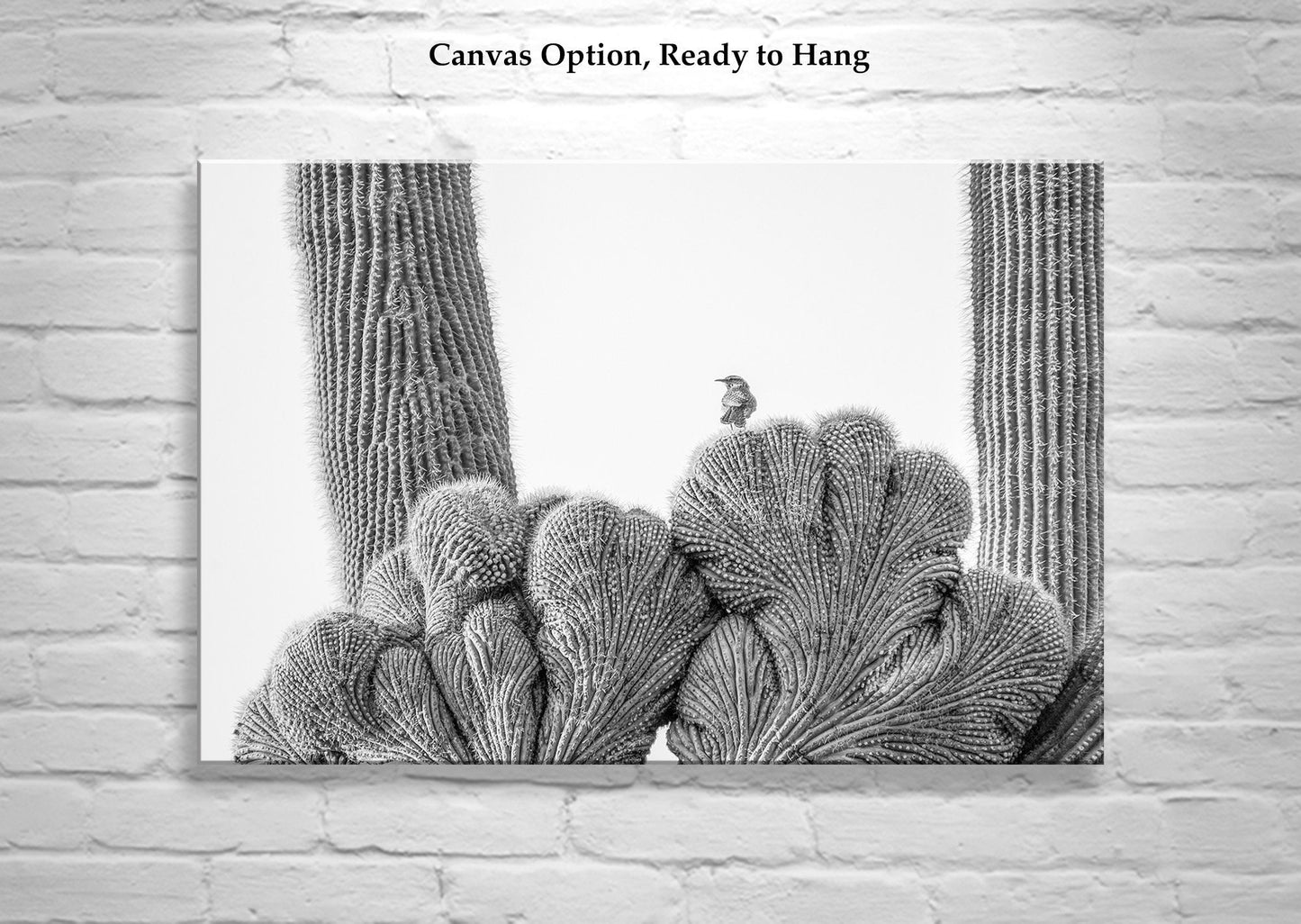 Cactus Photography in Black and White with Wren Bird in Southwestern Desert | Tucson Arizona Wall Art