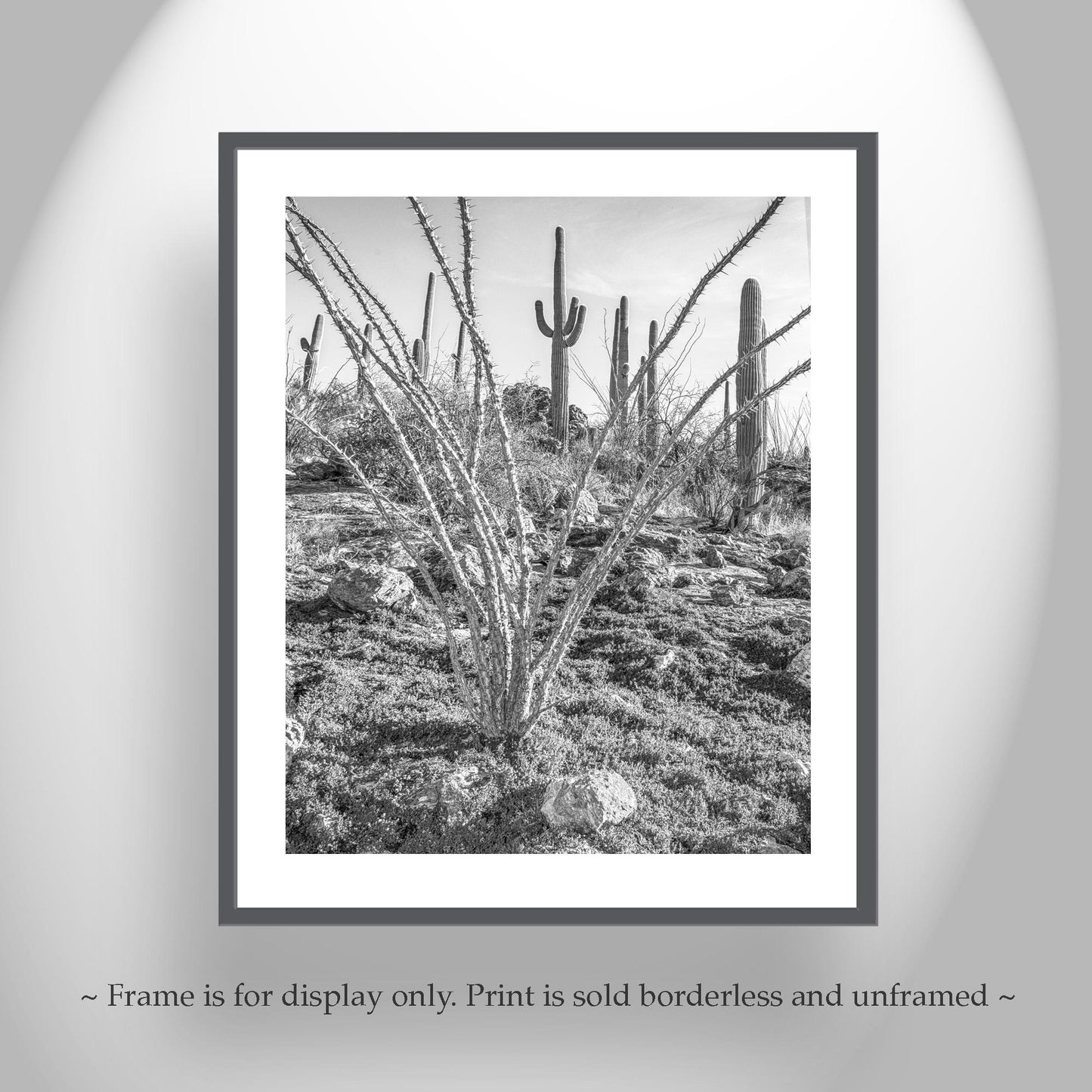 Ocotillo and Saguaro in Black and White | Arizona Desert Art