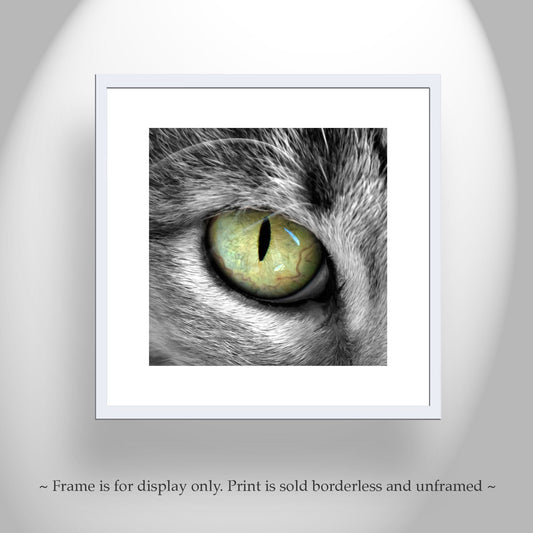 Cat Eye Photography Art Print - Feline Pet Lover Gift Wall Decor
