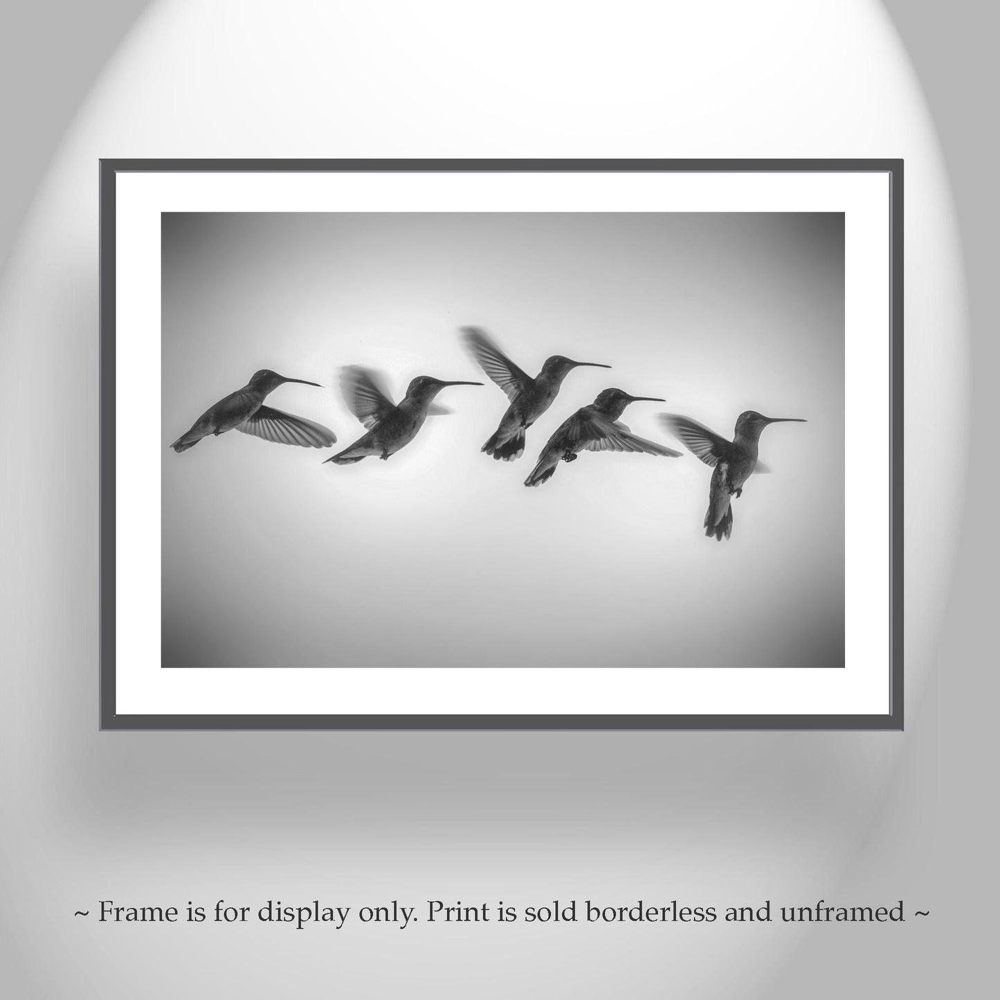 Black and White Hummingbird in Flight Photography Art Print
