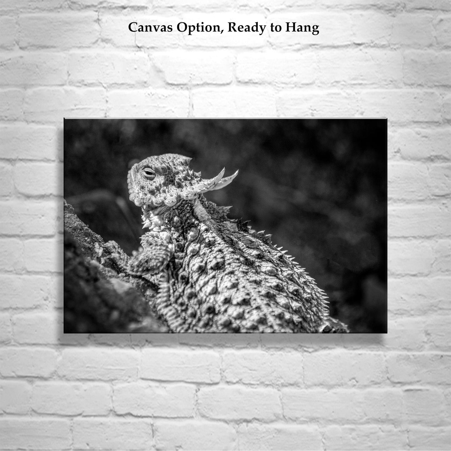 Horned Frog Art Print | Black & White Arizona Desert Reptile Art