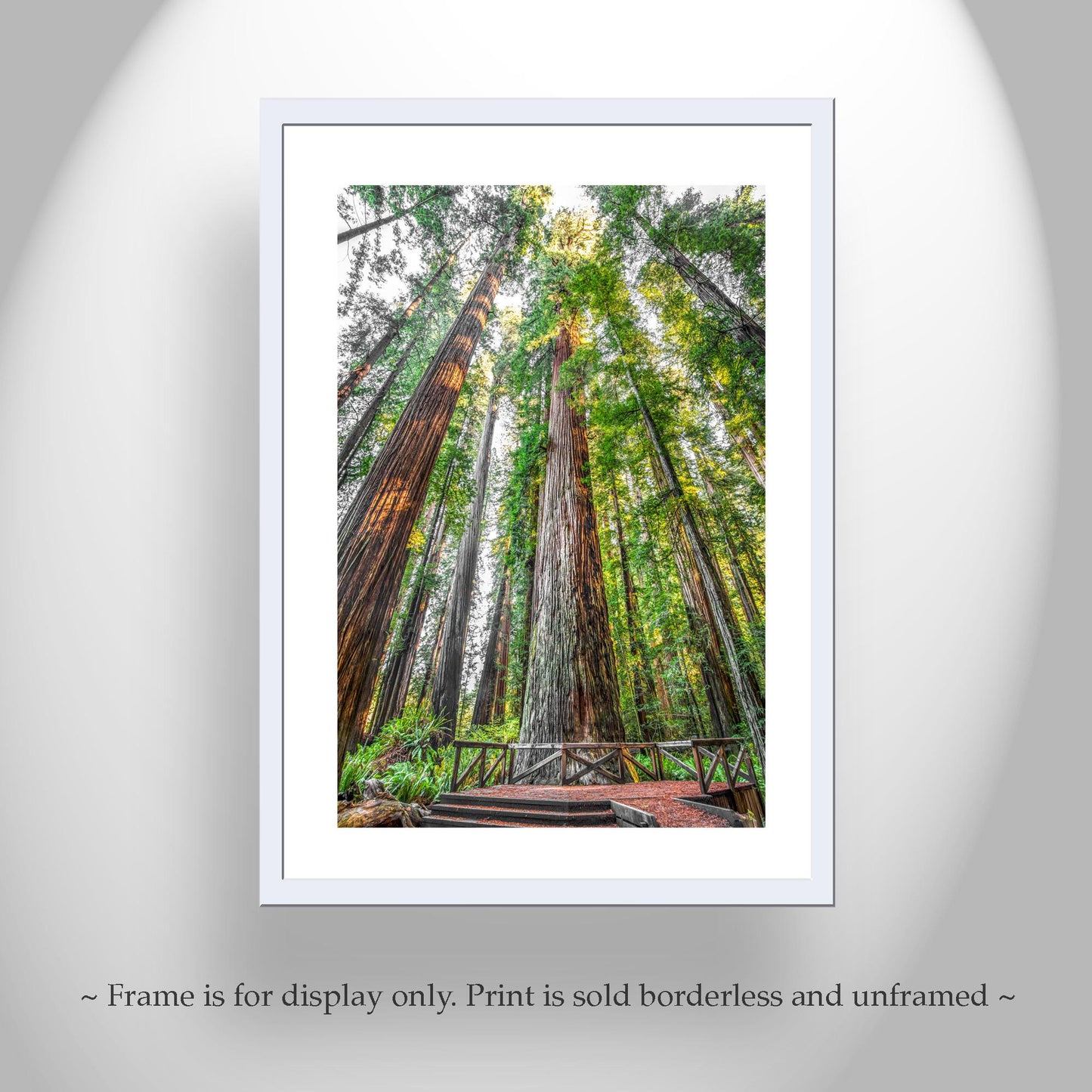 Stout Grove Artwork Print – Jedediah Smith Redwoods Decor | Vertical Art