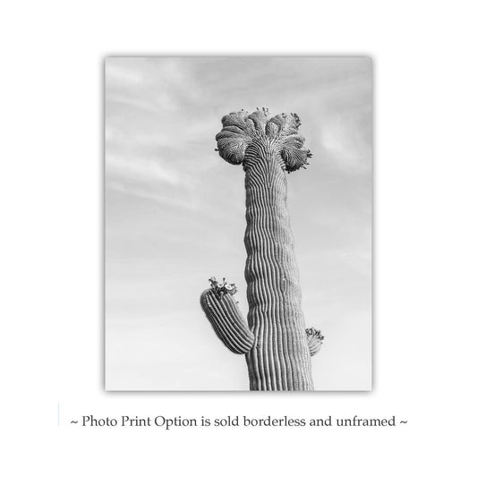 Crested Cactus Art Print in Black & White | Arizona Desert Saguaro