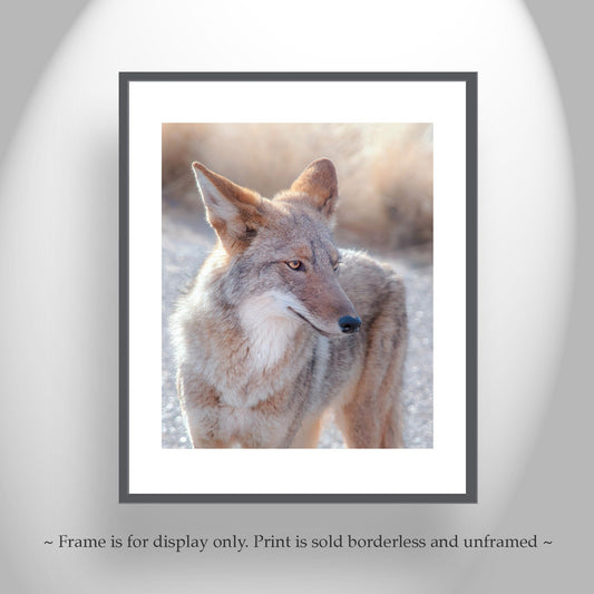 Arizona Desert Coyote Art - Tucson Wildlife Photography Print