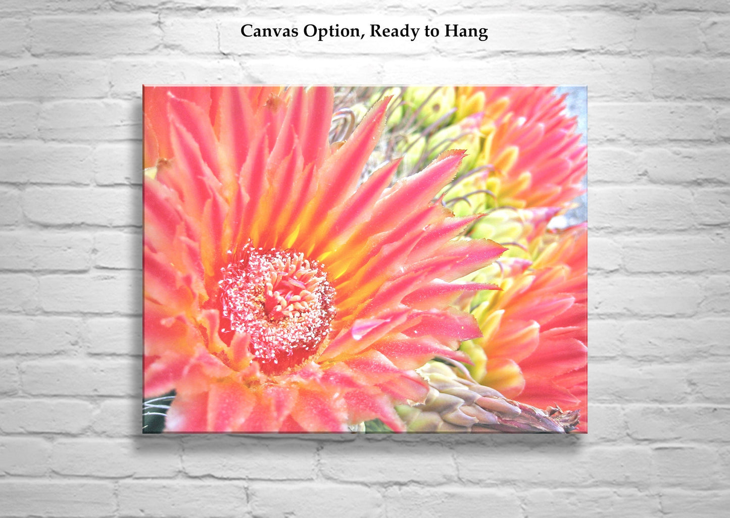 Orange Cactus Flower Wall Art – Desert Botanical Art Print