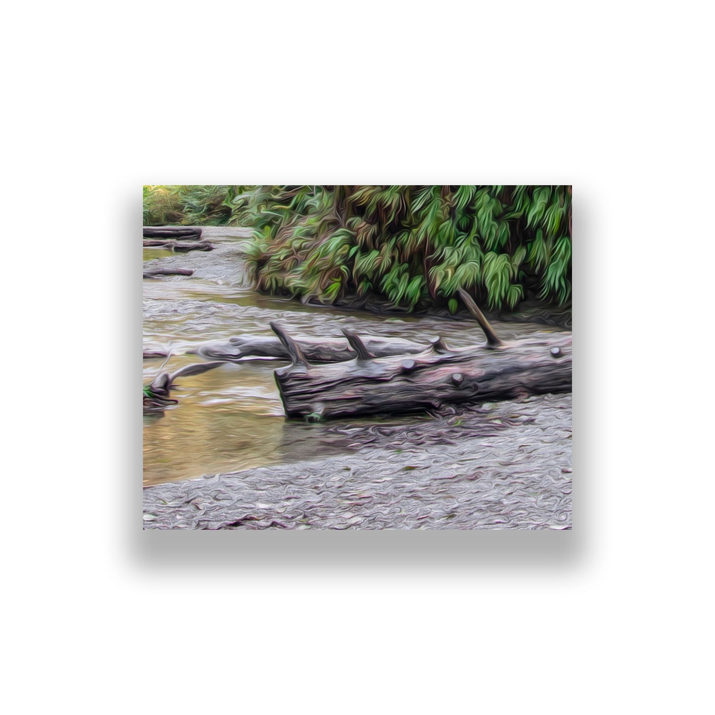 Fern Canyon Redwood Forest Print – Fine Art Panoramic Nature Artwork