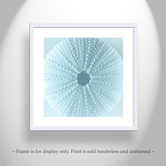 Sea Urchin Seashell in Pastel Blue - Bath Decor Gift Art Print
