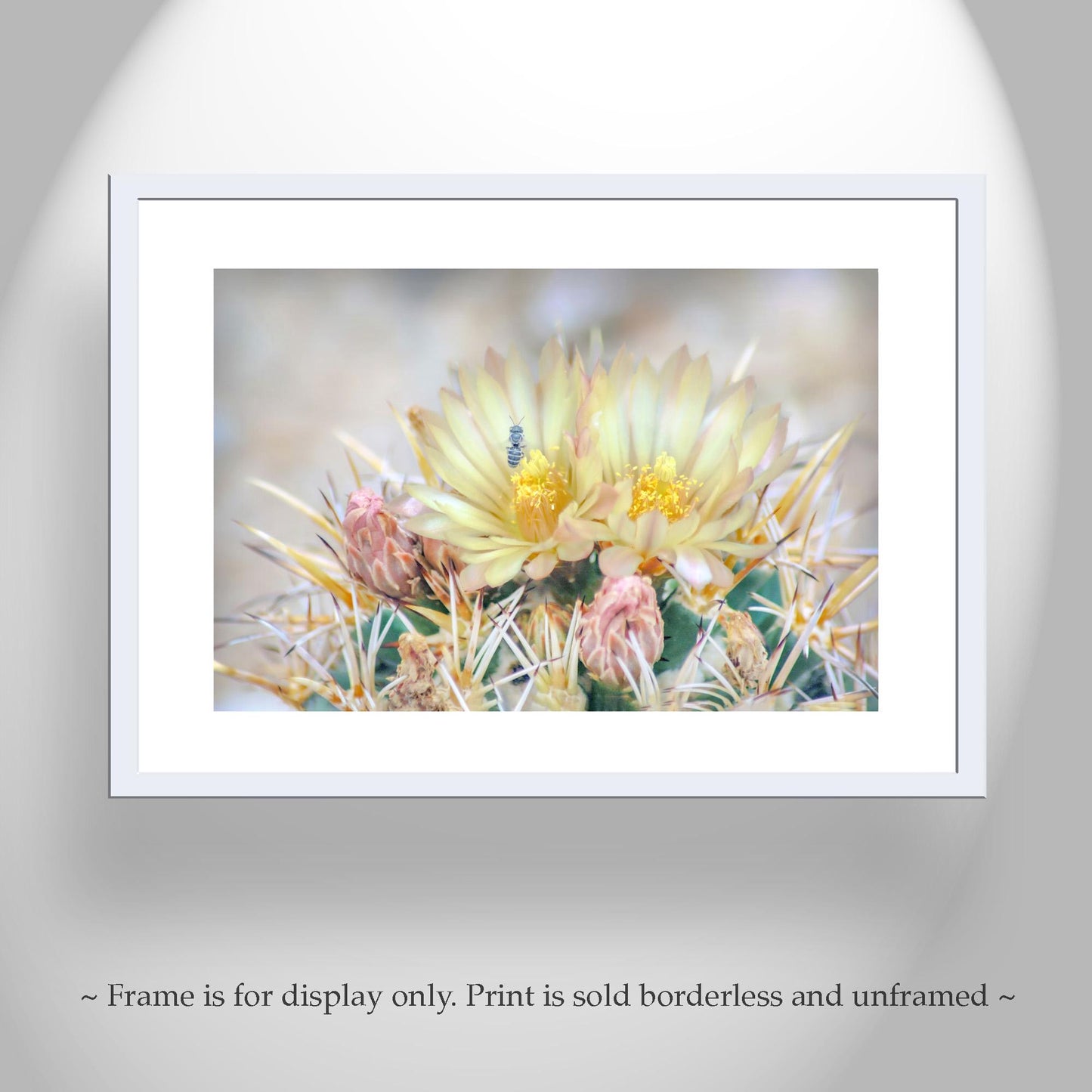 Pink Cactus Flower Art with Bee | Tucson Arizona Botanical Wall Print