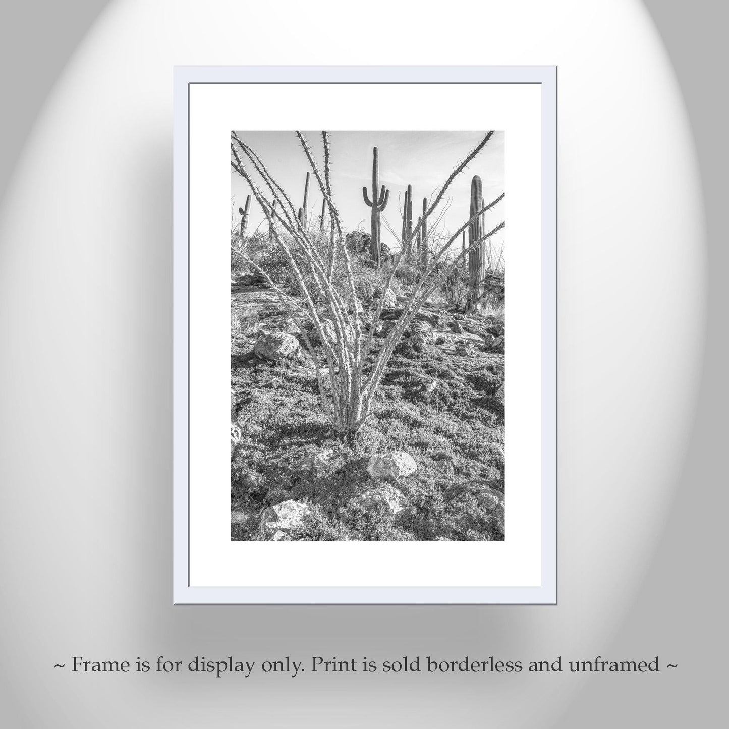 Ocotillo and Saguaro in Black and White | Arizona Desert Art