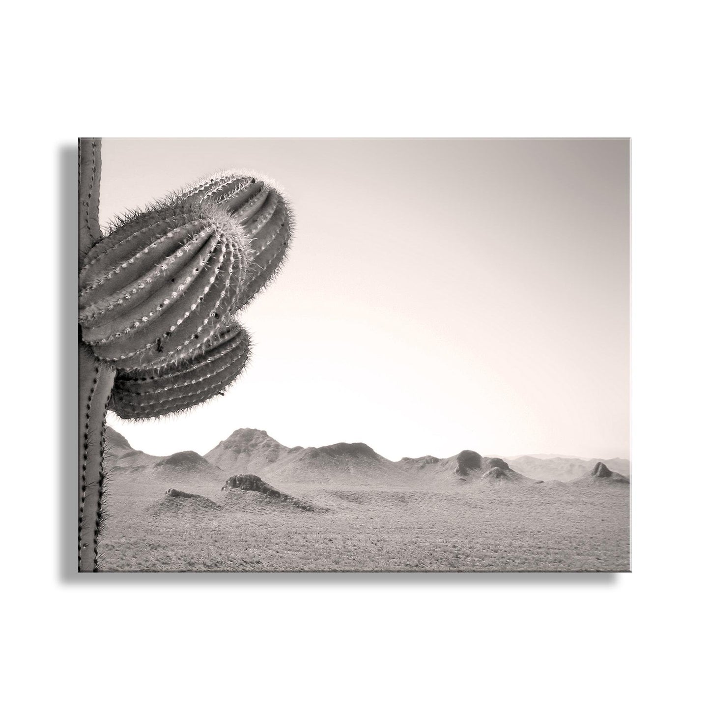 Cactus Photography with Arizona Sonoran Desert Landscape