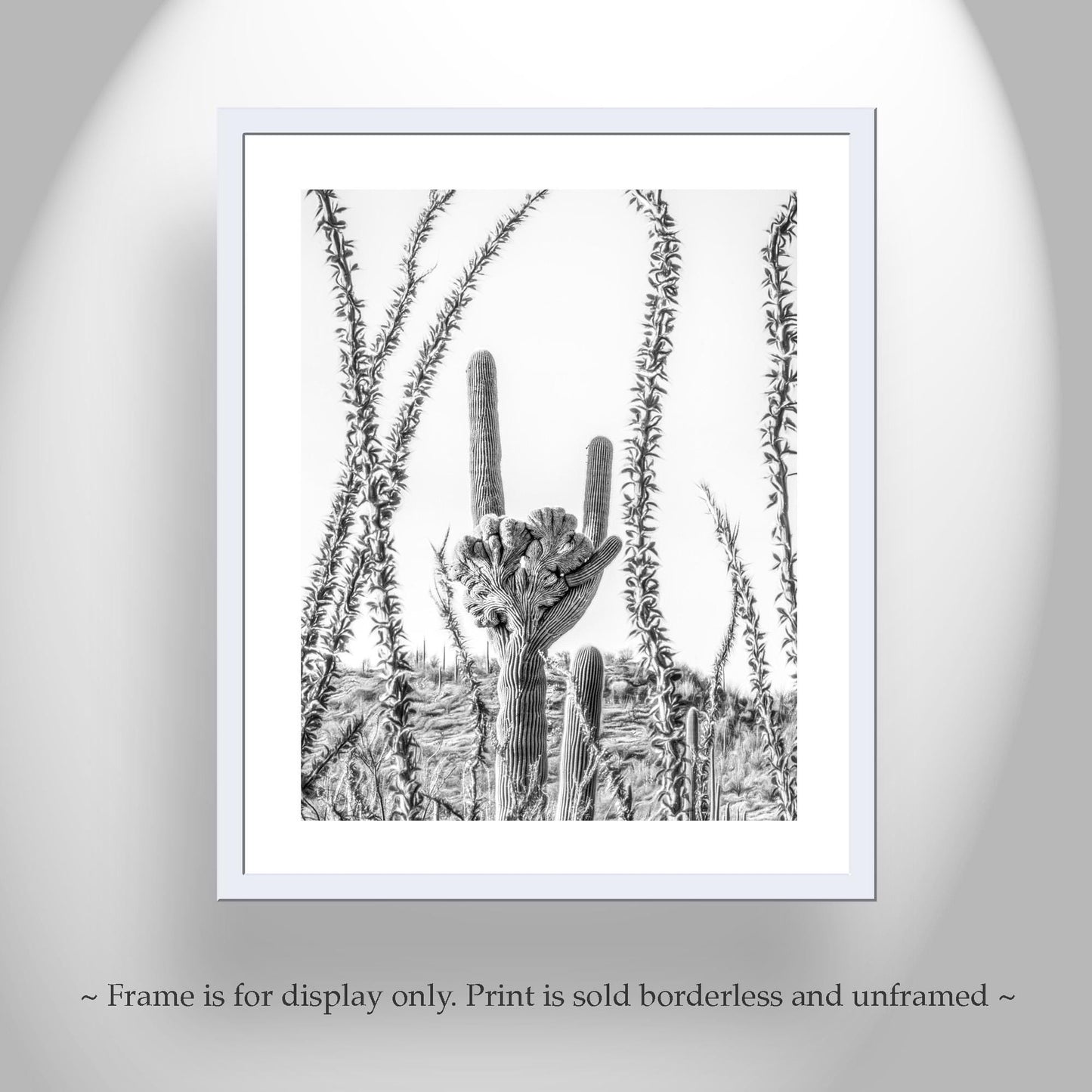 Crested Cactus and Ocotillo Desert Art Art Tucson Arizona