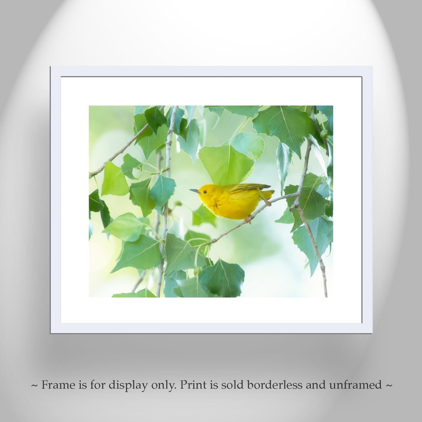 Yellow Warbler Bird in Cottonwood Tree – Colorful Spring Wall Art