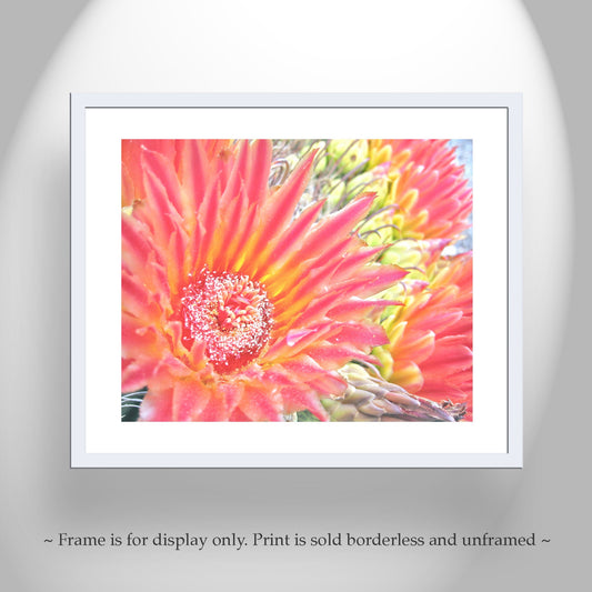 Orange Cactus Flower Wall Art – Desert Botanical Art Print