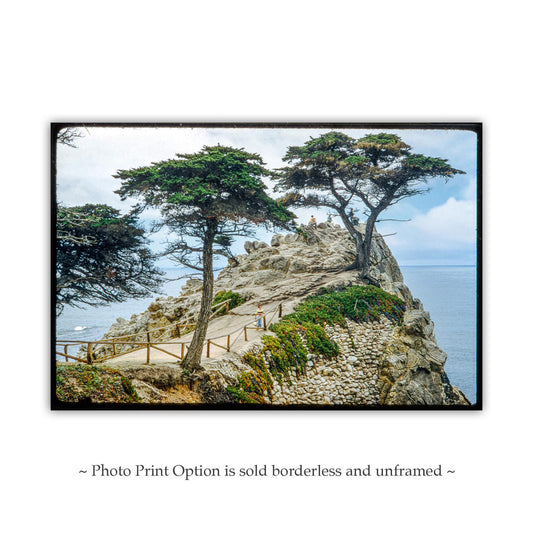 Carmel Lone Cypress Tree Pebble Beach Vintage Photo Print