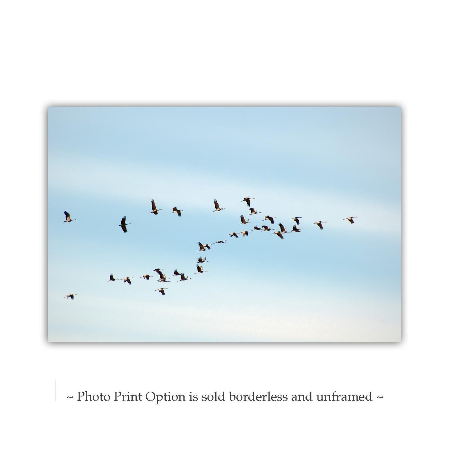 Flying Sandhill Cranes – Southern Arizona Wildlife Fine Art Print