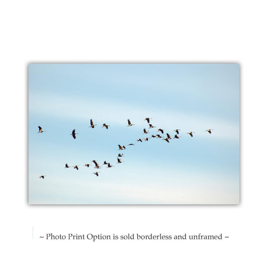 Sandhill Cranes in Flight Print | Arizona Pastel Bird Photography