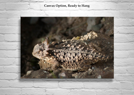 Horny Toad Print – Arizona Desert Horned Lizard Wall Art