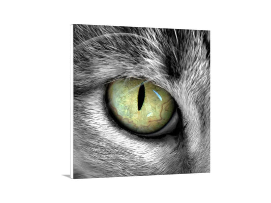 A close-up of a cat's eye, with a striking yellow iris and a black pupil. Cat Eye Photography Art Print - Feline Pet Lover Gift Wall Decor
