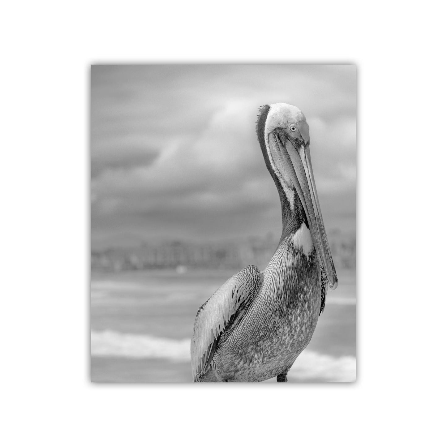 Pelican Art in Black and White | Sea Bird Photography at Oceanside Pier, San Diego California