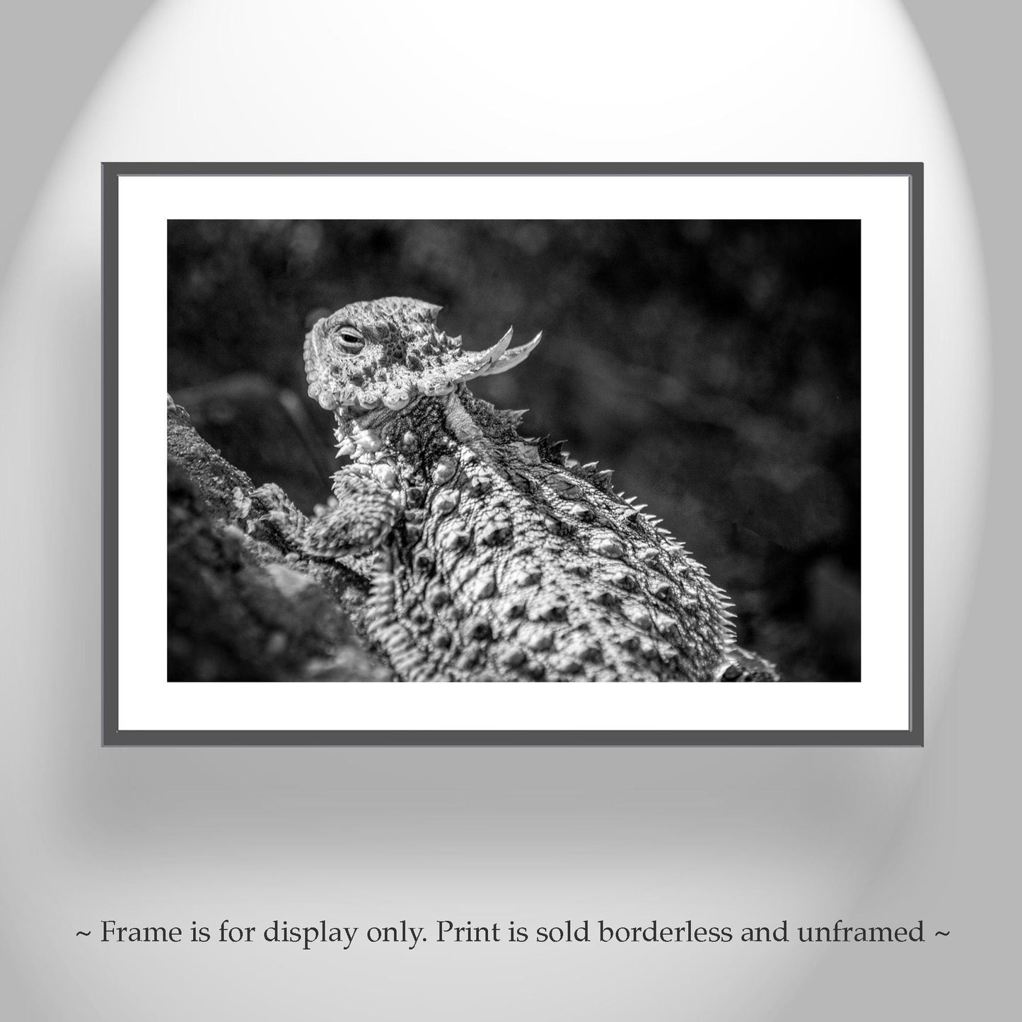 Horned Frog Art Print | Black & White Arizona Desert Reptile Art