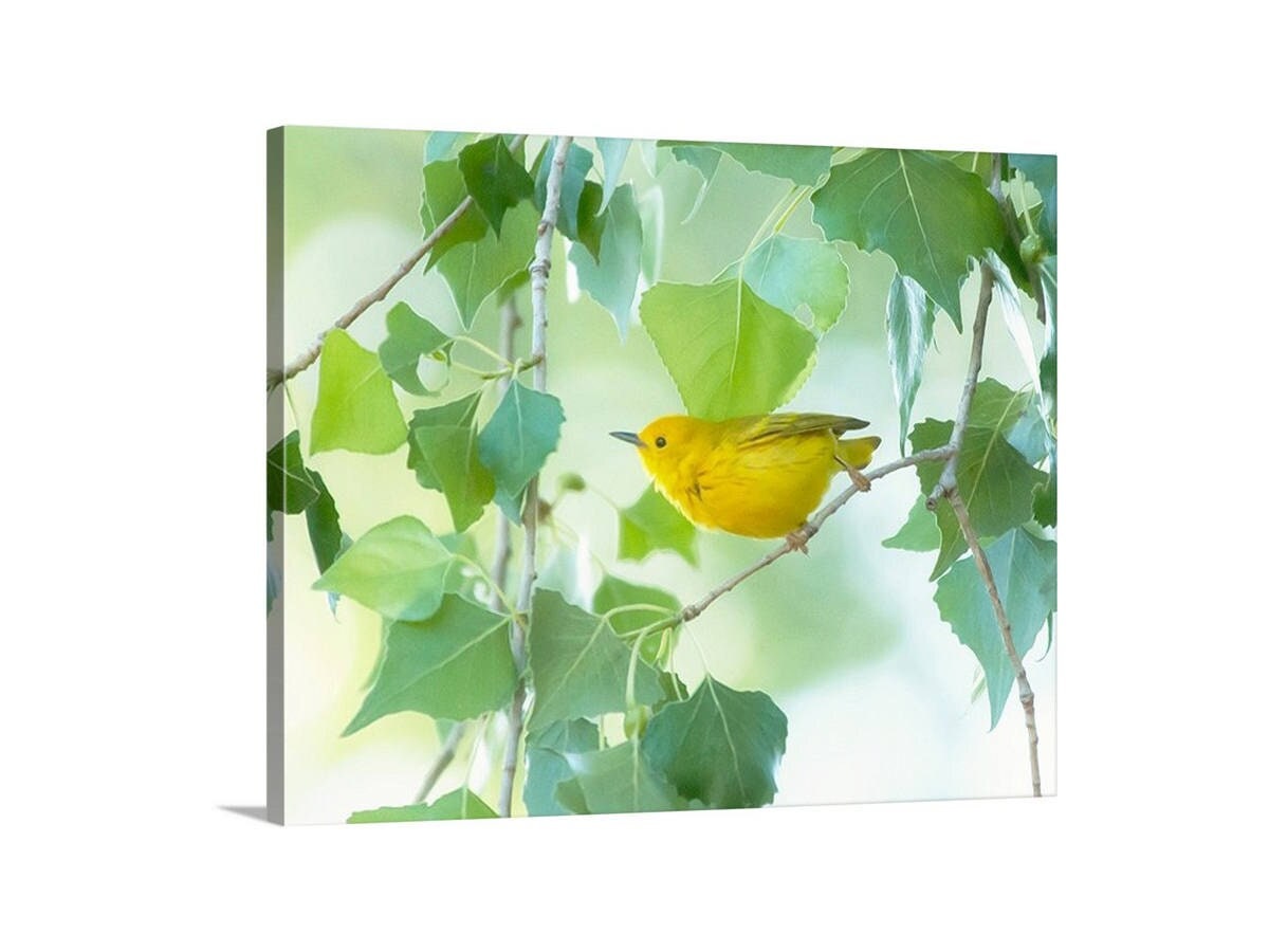 Yellow Warbler Bird in Cottonwood Tree – Colorful Spring Wall Art