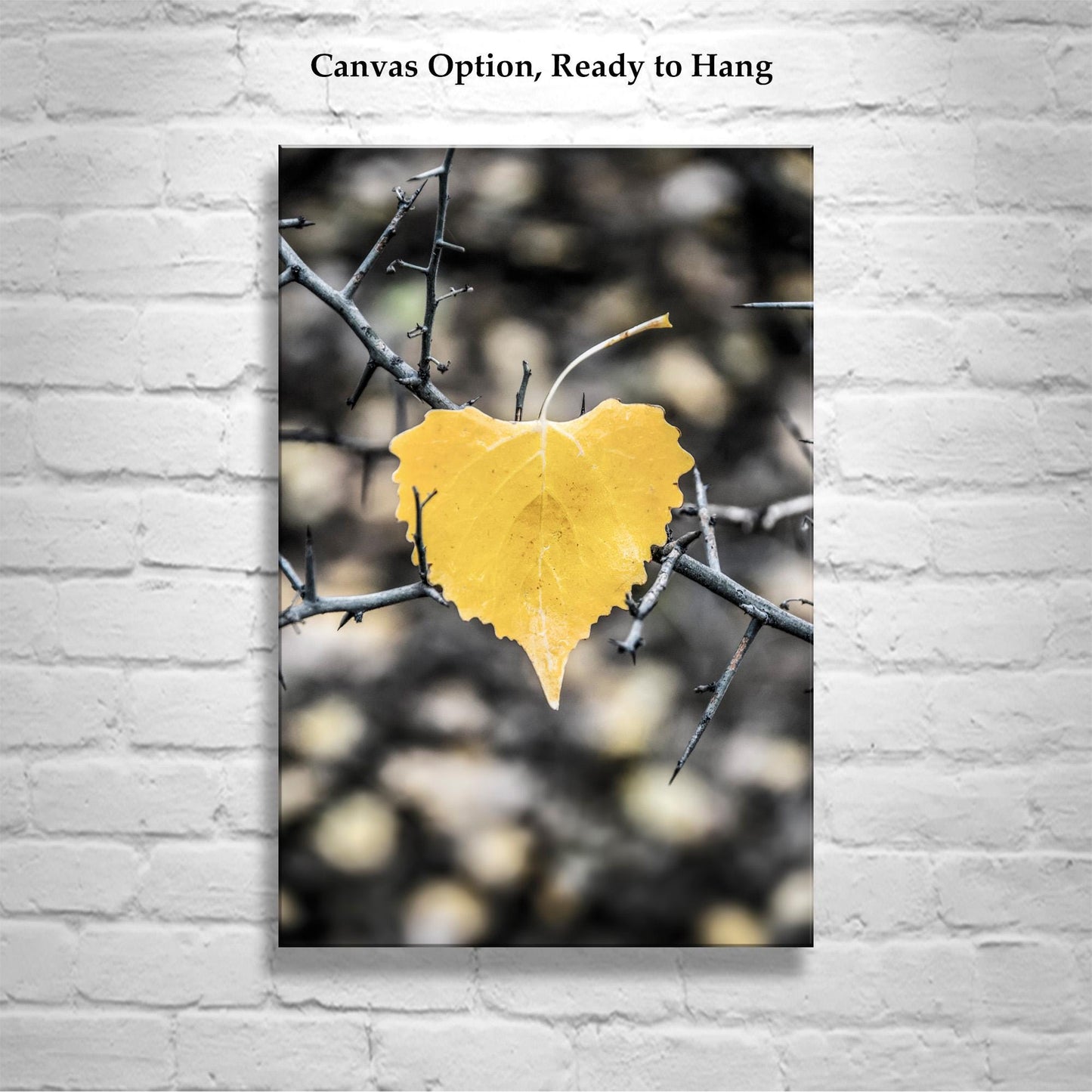 Autumn Cottonwood Leaf Art Print | Arivaca Arizona Fall Nature Photo