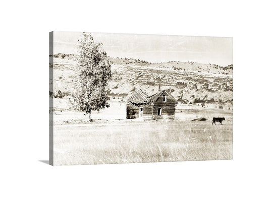 A black and white photograph depicting a dilapidated wooden cabin in a grassy field, with a cow grazing in the distance. Western Cattle Ranch Art – Sepia Prairie Landscape with Cabin