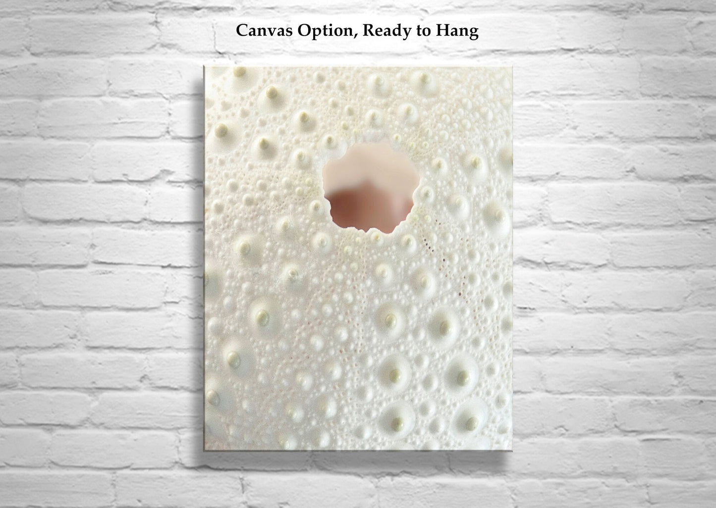 Sea Urchin Fine Art Print | Abstract Wall Decor for Bathroom