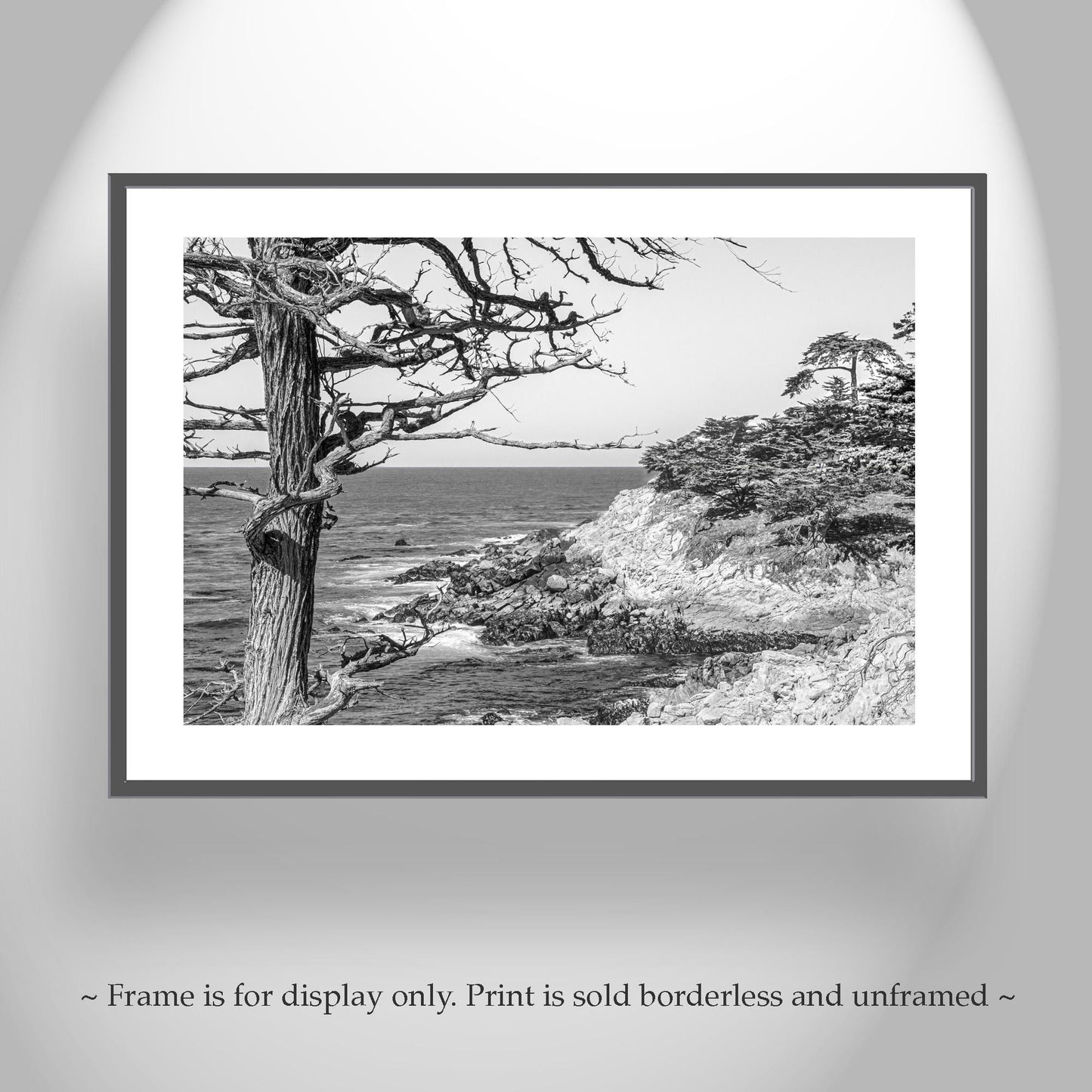Monterey Cypress Black and White Carmel by the Sea Wall Decor
