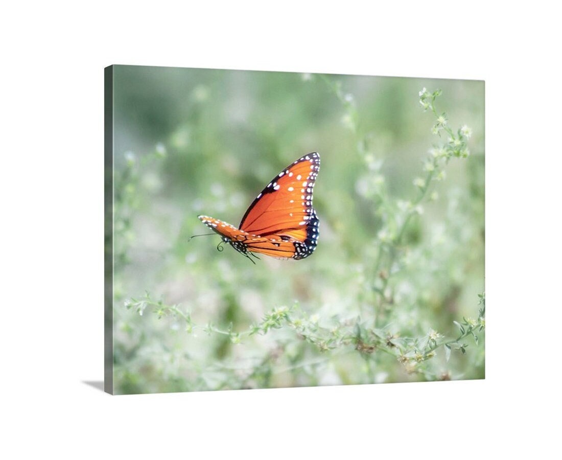 Queen Butterfly in Flight – Arizona Insect Nature Wall Art