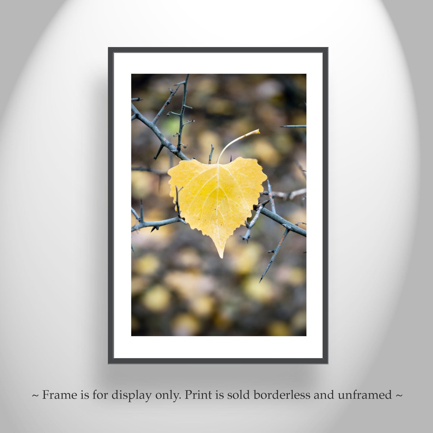 Autumn Cottonwood Leaf Wall Art | Arivaca Creek Arizona Abstract Nature