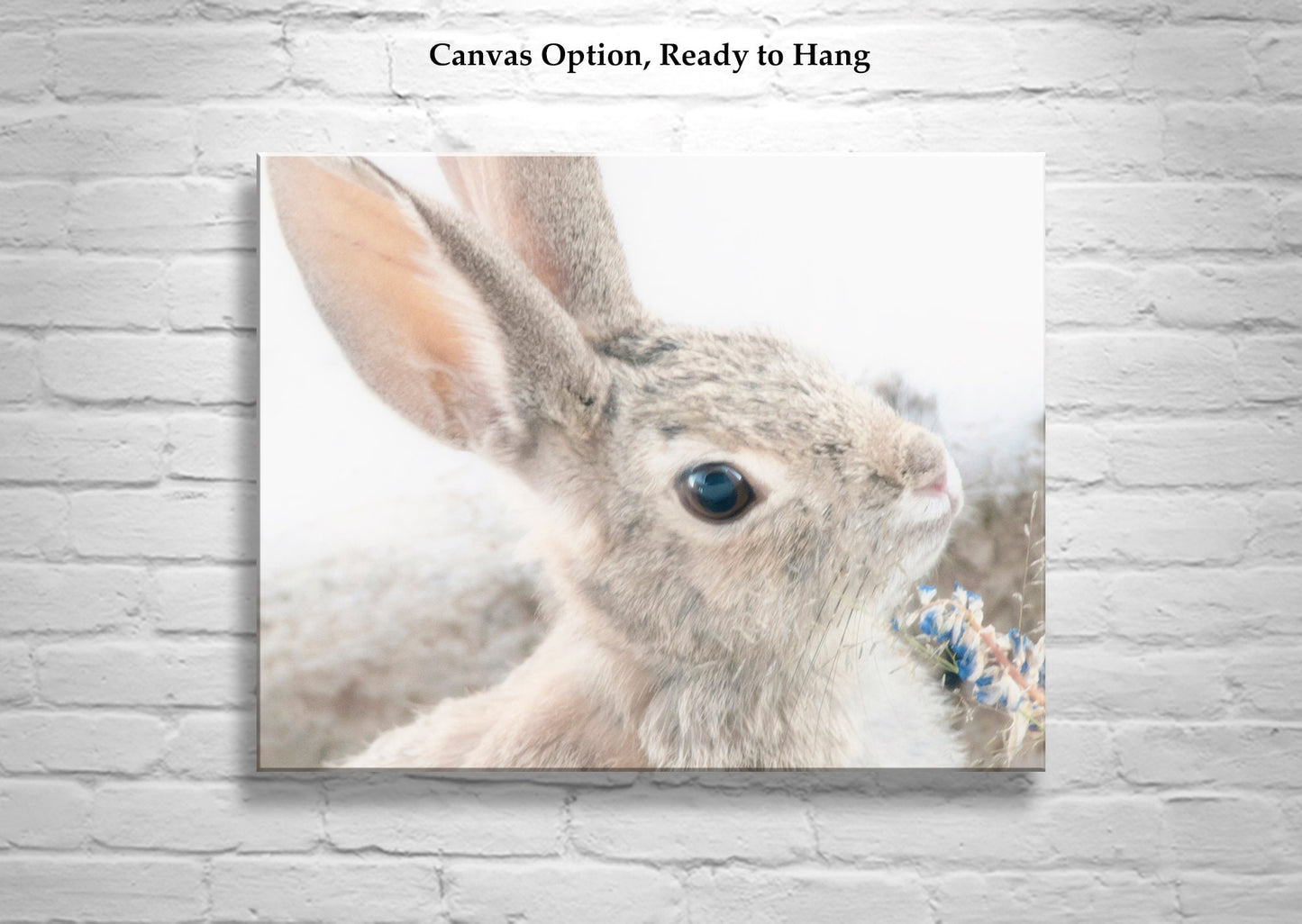 Wild Cottontail Bunny Photography | Fine Art Rabbit Wall Decor