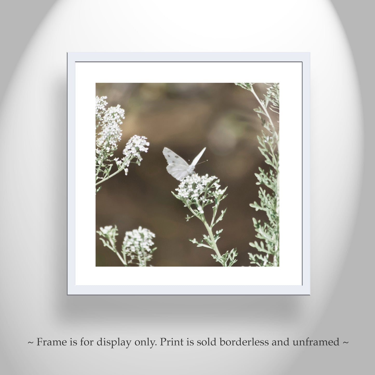 White Butterfly Photo – Peaceful Arizona Nature Wall Art