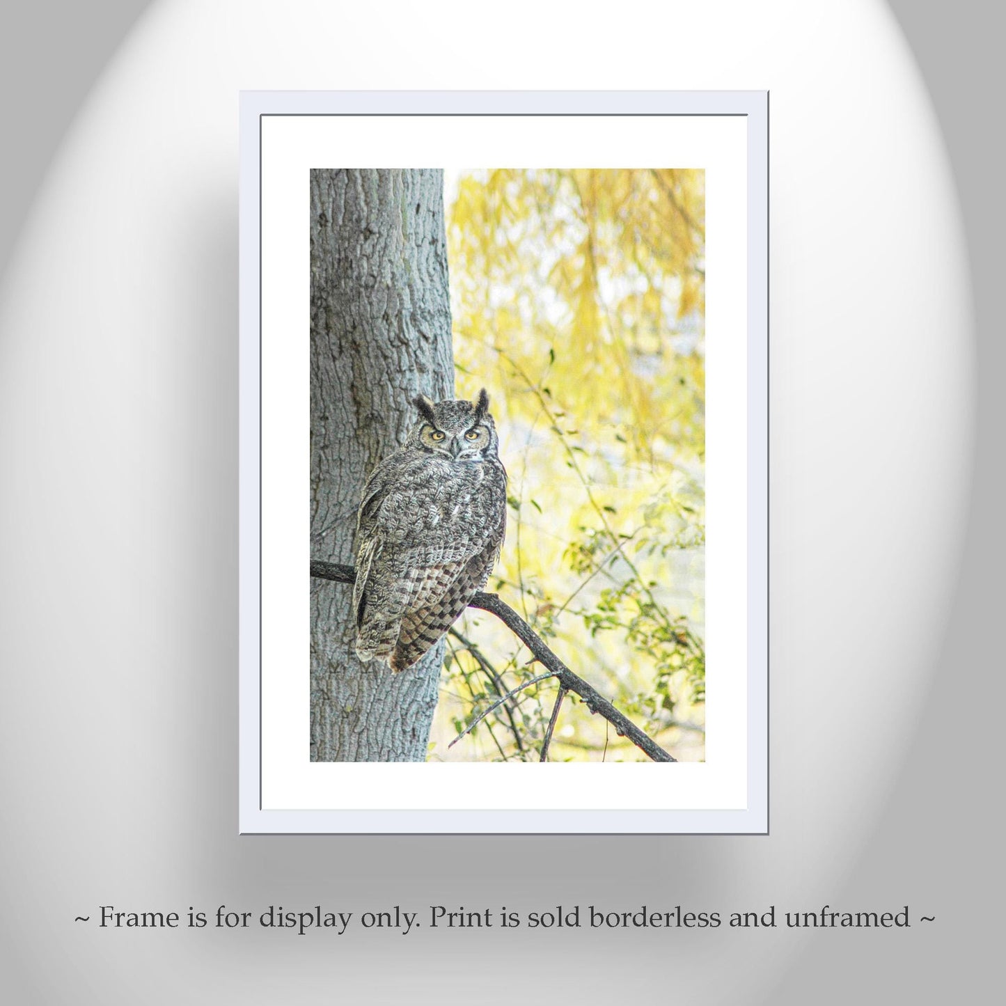 Great Horned Owl Wall Art – Arivaca Arizona Bird Print with Fall Colors
