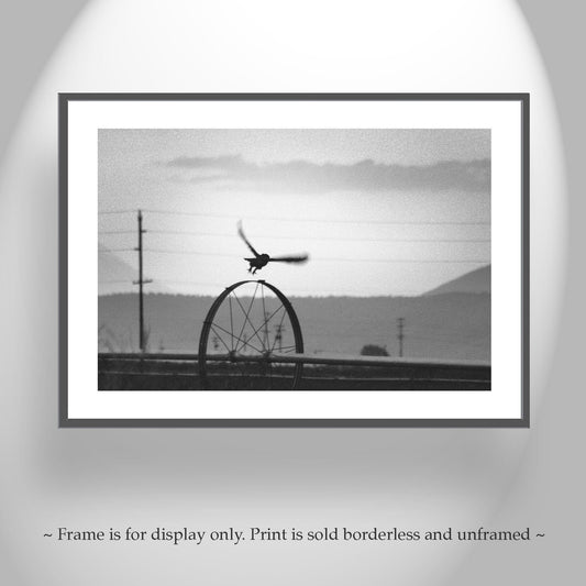 Great Horned Owl on Fence Print | Black & White Farm Bird Art