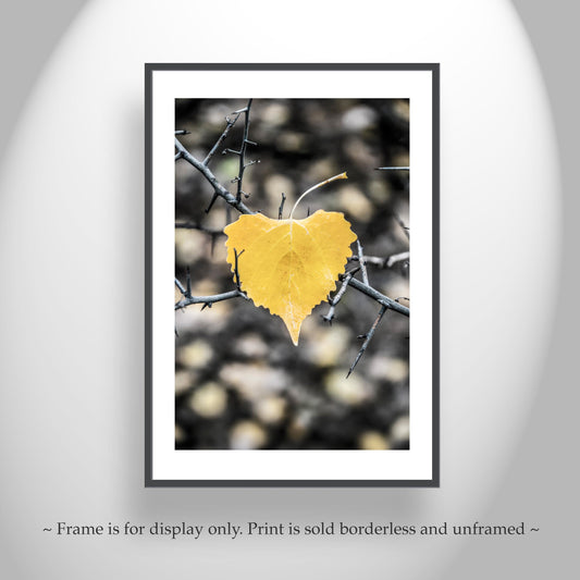 Autumn Cottonwood Leaf Art Print | Arivaca Arizona Fall Nature Wall Art