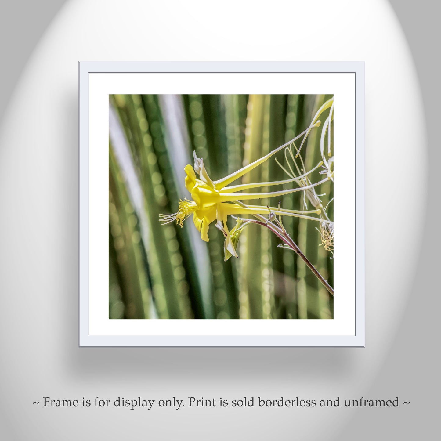 Green Agave Nature Photo Art with Yellow Columbine Wildflower