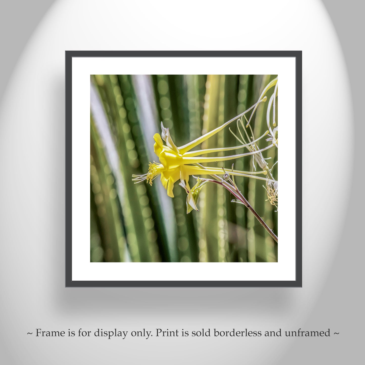 Green Agave Nature Photo Art with Yellow Columbine Wildflower