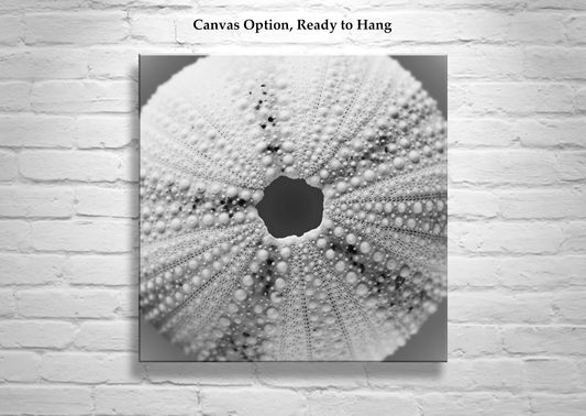 Sea Urchin Print for Home or Bathroom with Grey Seashell