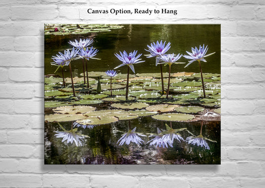 Water Lily Nature Art Print at Balboa Park San Diego California