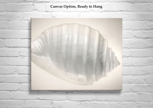 Seashell Wall Decor in Ivory for Bath and Home as Still Life Art Print