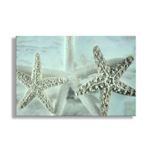 Starfish Wall Decor for Home or Bathroom by Murray Bolesta!